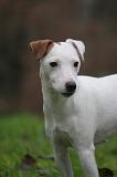 PARSON RUSSEL TERRIER 267